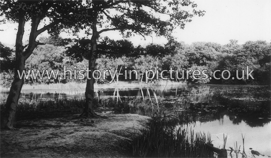 Wake Valley Pond, Epping Forest, Essex. c.1950's